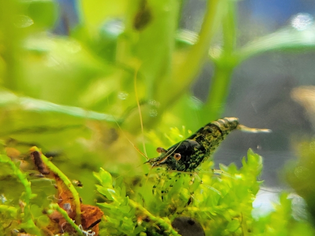 水草の上に止まる黒い縞模様の小型エビと緑色の水草