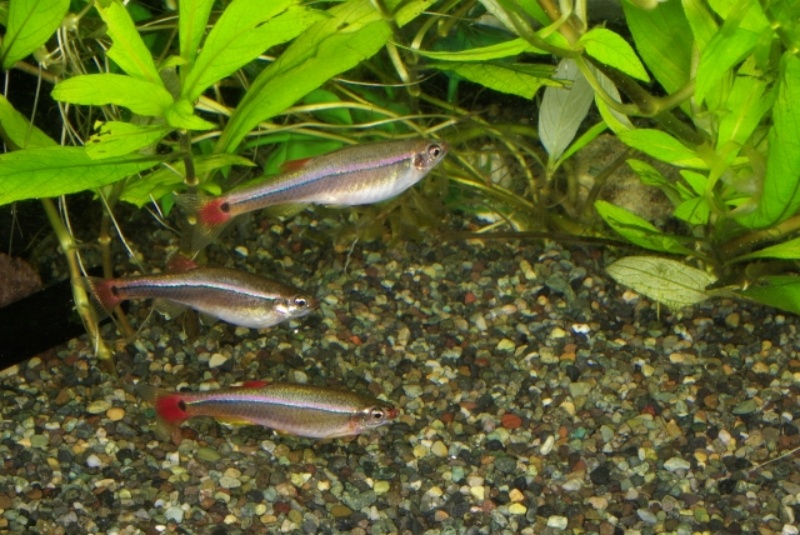 水草の前を泳ぐ3匹の小型熱帯魚と大磯砂の底床面