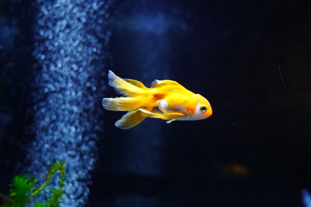 気泡が舞う水槽内を泳ぐ黄色い金魚と水草の画像