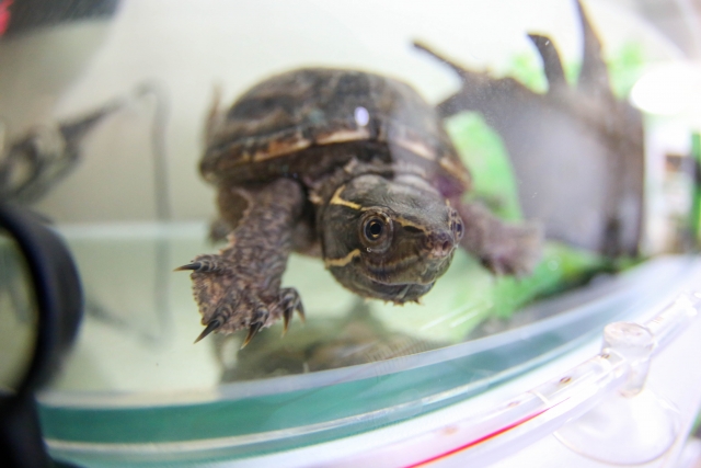 水槽のガラス面に近づくカメの正面写真