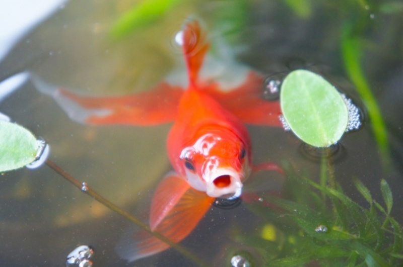 水面に口を出す赤い金魚と浮草や水草の俯瞰写真