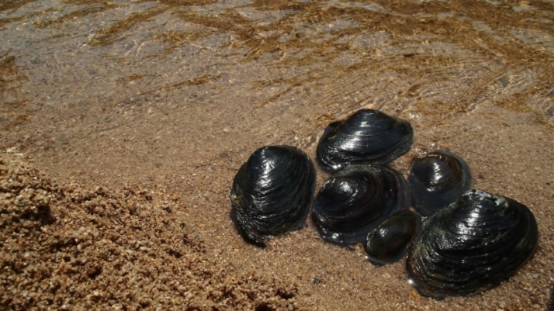 砂浜の波打ち際に置かれた複数の黒い二枚貝