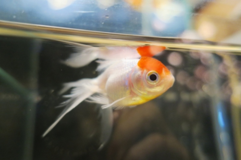 水面に口を近づけて泳ぐ白い体色と赤い頭の金魚