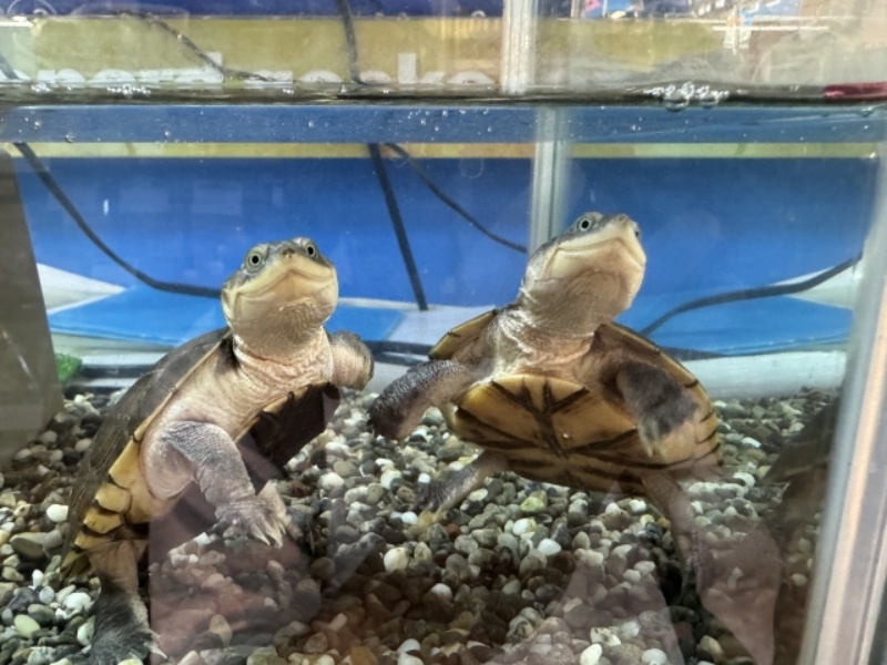 砂利を敷いた水槽内で顔を上げる2匹のカメの仲間