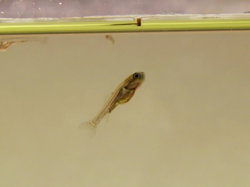 水槽内を泳ぐメダカの稚魚の姿