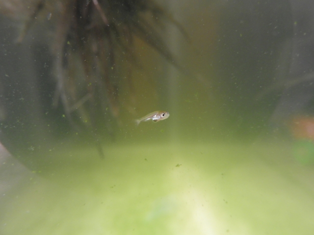 濁った水の中を泳ぐメダカの稚魚と水草の根