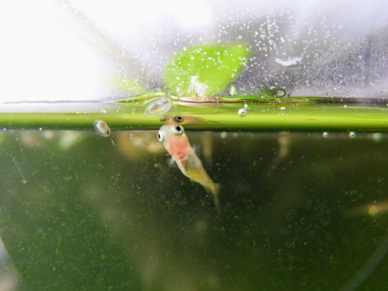 水面に口を近づけるメダカの稚魚と浮き草の葉