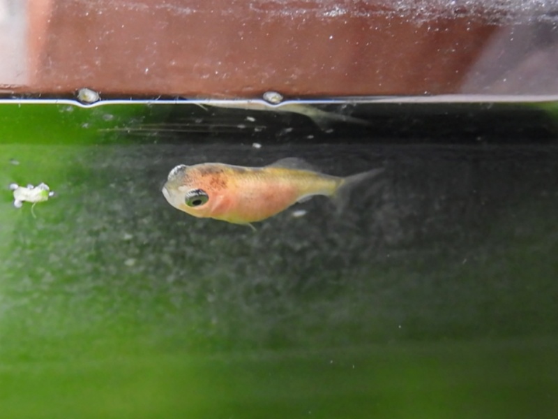 水面に浮上する小さなメダカの稚魚と緑色の背景