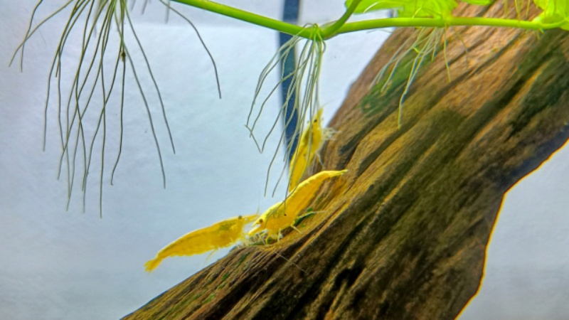 流木に集まる黄色いヌマエビの仲間と水草の根
