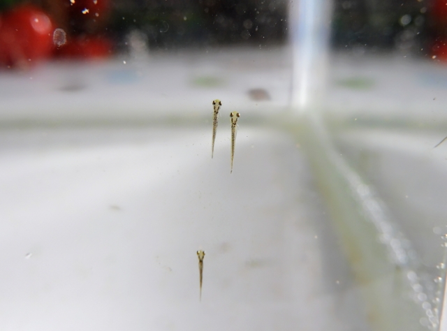 水槽内を泳ぐ3匹のメダカの稚魚