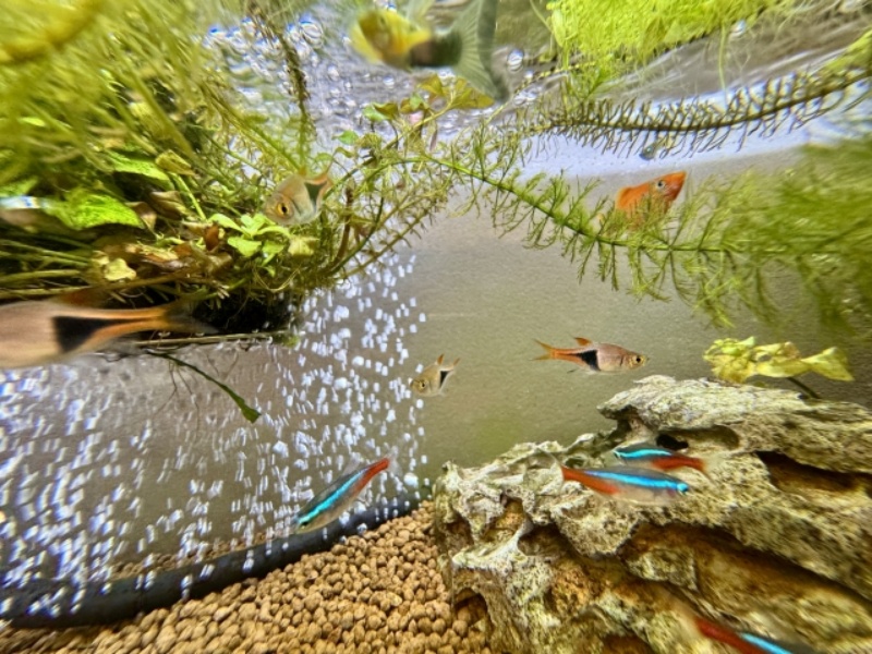 水草水槽を泳ぐネオンテトラの仲間と小型熱帯魚の群れ