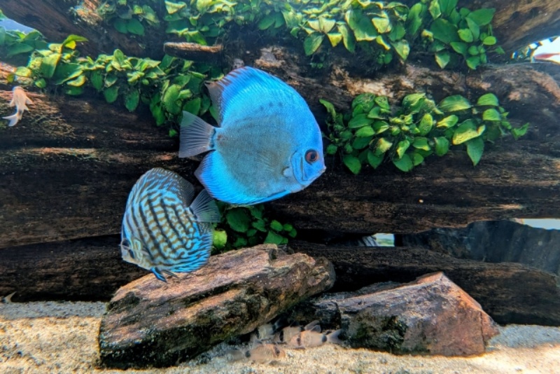 流木と水草を背景に泳ぐ青いディスカスとコリドラスの仲間