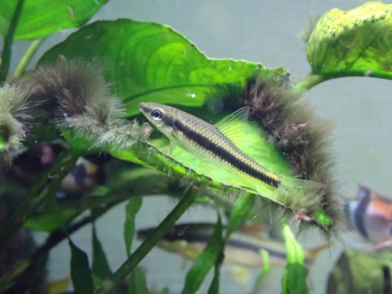 黒いコケが付着したアヌビアス類と小型熱帯魚の姿