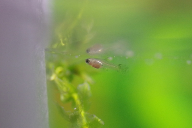 水面付近を泳ぐメダカの稚魚と水草の背景
