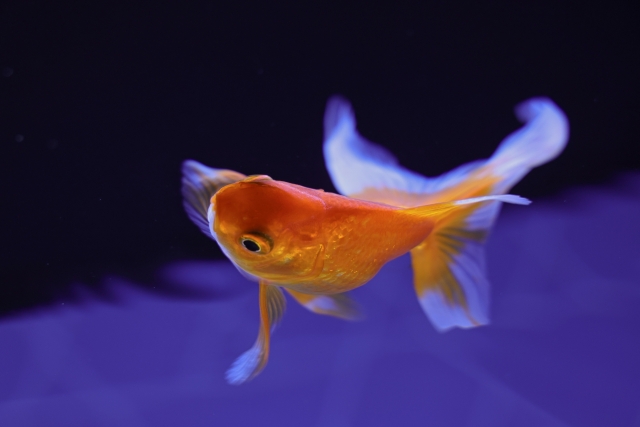 青い照明の水槽内を泳ぐオレンジ色の金魚