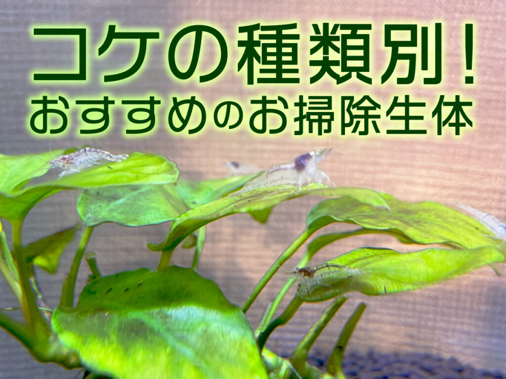 コケの種類別!おすすめのお掃除生体と抑制・対策の考え方を解説のサムネイル画像