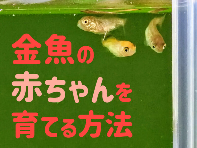 金魚の赤ちゃんを育てよう!成長段階別・稚魚から若魚の飼育ポイント