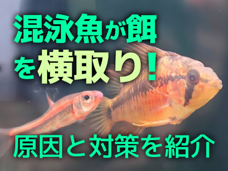 混泳してる魚が餌を横取りしてしまう!原因と対策、横取りを防ぐアイテム