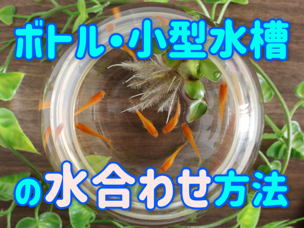 ボトル・小型水槽飼育の水合わせ方法!水合わせに最適な用具も紹介のサムネイル画像