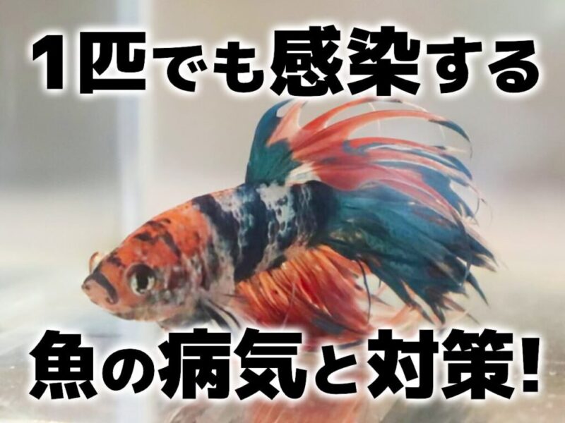 1匹でも感染する魚の病気と対策の見出し画像
