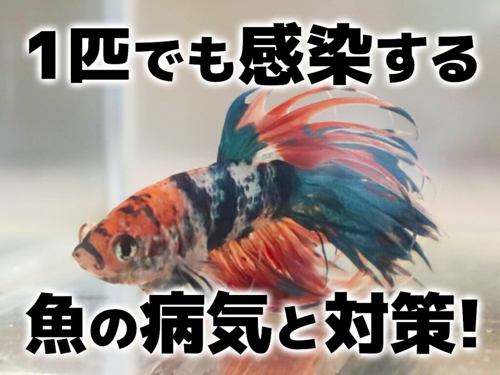1匹でも感染する魚の病気と対策!魚の健康を確認する方法も解説のサムネイル画像