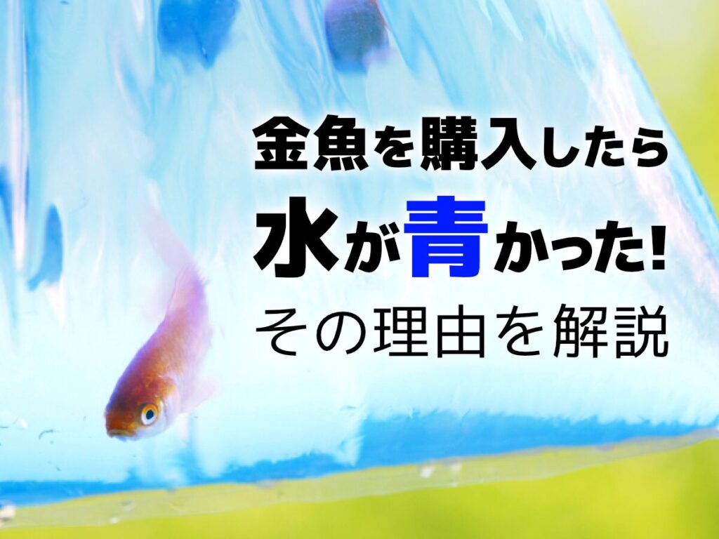 通販で届いた金魚の水が青いのはなぜ？初心者向けの理由と対処法のサムネイル画像