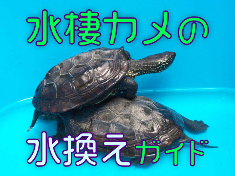 水棲カメの水換えガイドの文字と重なる2匹のカメの見出し画像