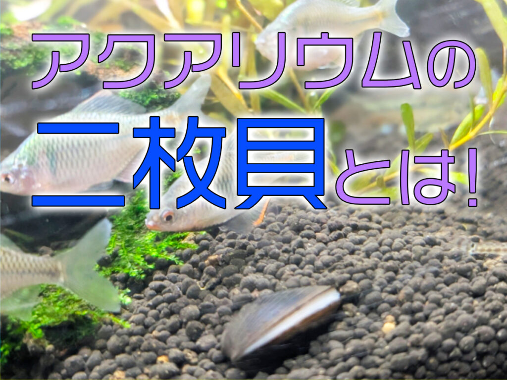 アクアリウムの二枚貝とは!マシジミなどの種類・長期飼育は無理?のサムネイル画像