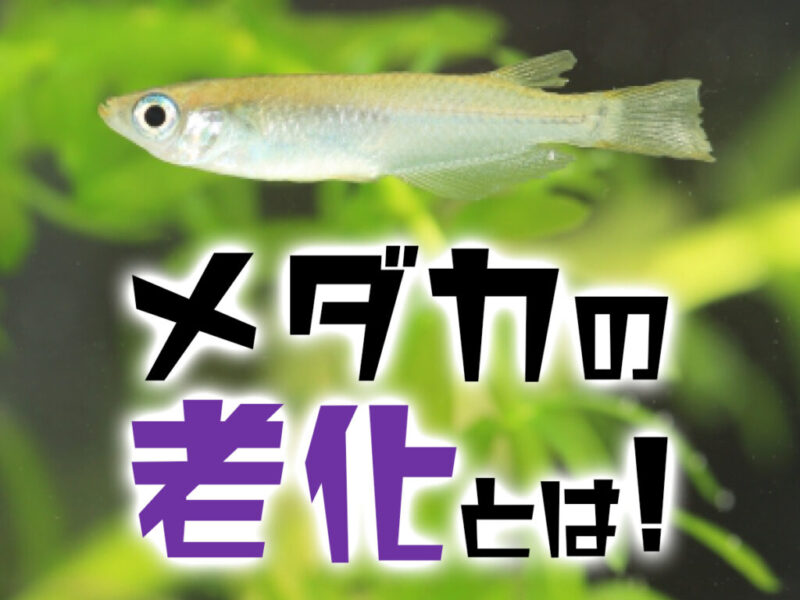 メダカの老化とは!の文字と水草を背景に泳ぐメダカ
