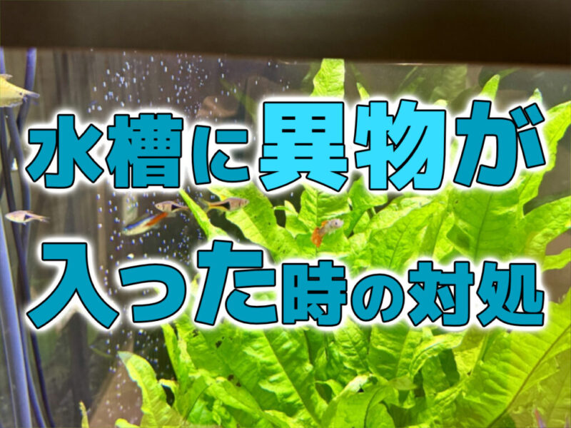 水槽に異物が入った時の対処の文字入り見出し画像