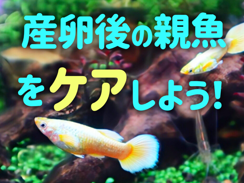 産卵後の魚と卵をケアする方法!魚種別の対策と魚を守る水草も紹介のサムネイル画像