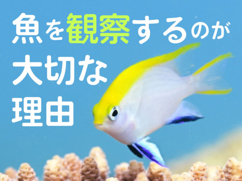 魚を観察するのが大切な理由の文字と黄色い海水魚の画像