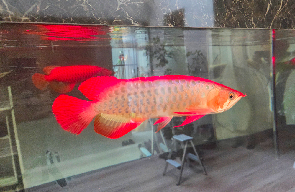 水槽内を泳ぐ赤いアロワナと水面に映る魚影の反射