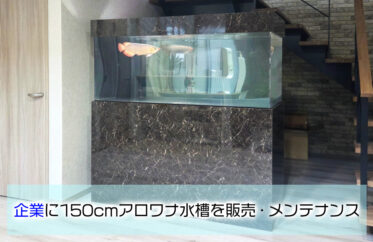 企業に150cmのアクリル製アロワナ水槽一式を販売・定期メンテナンス！