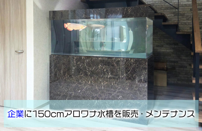 企業に150cmのアクリル製アロワナ水槽一式を販売・定期メンテナンス! 水槽画像1