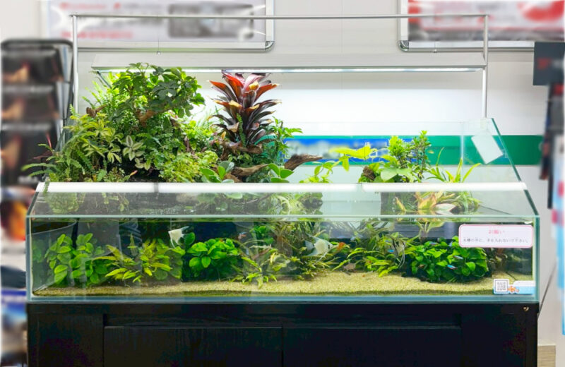企業様の120cmアクアテラリウム水槽!高さのある植物で密度作り 水槽画像2