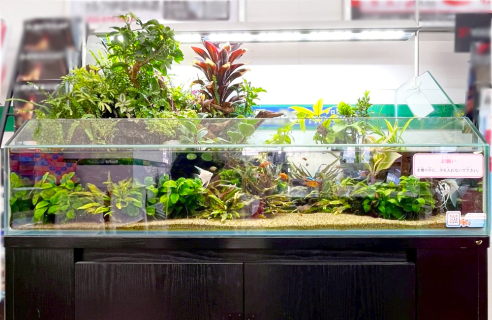 水草や観葉植物が茂る横長のアクアテラリウム水槽