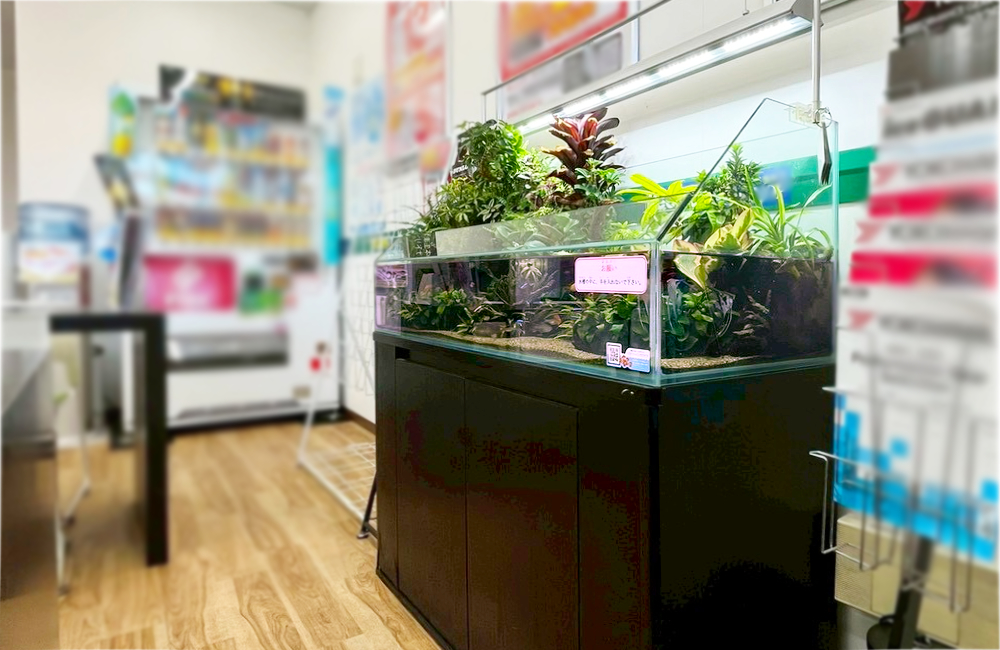 室内に設置された植物の茂るアクアテラリウム水槽