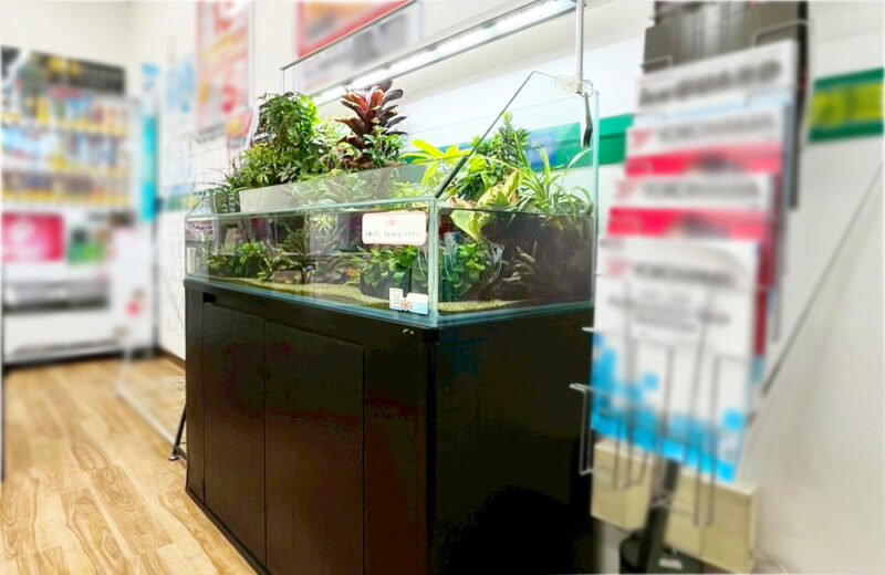 企業様の120cmアクアテラリウム水槽!高さのある植物で密度作り 水槽画像3