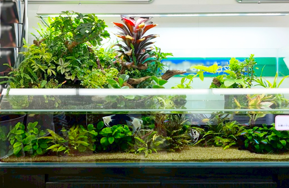 水草と観葉植物が茂るアクアテラリウム水槽の全景