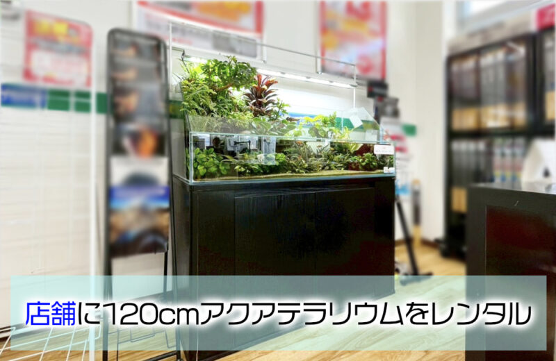 企業様の120cmアクアテラリウム水槽!高さのある植物で密度作り 水槽画像1