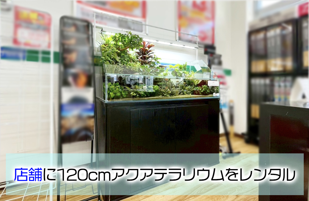 企業様の120cmアクアテラリウム水槽！高さのある植物で密度作り メイン画像