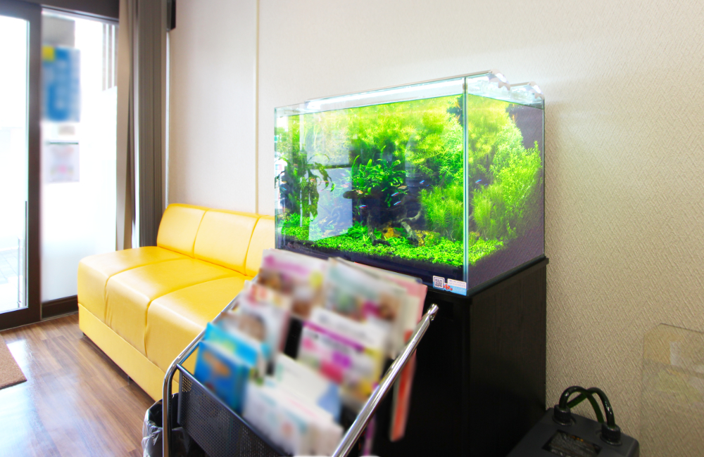 黄色いソファの横に設置された水草が茂る淡水魚水槽