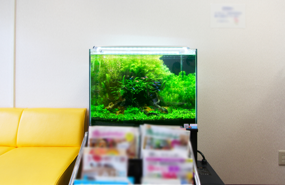 黄色いソファの横に置かれた水草の茂る熱帯魚水槽