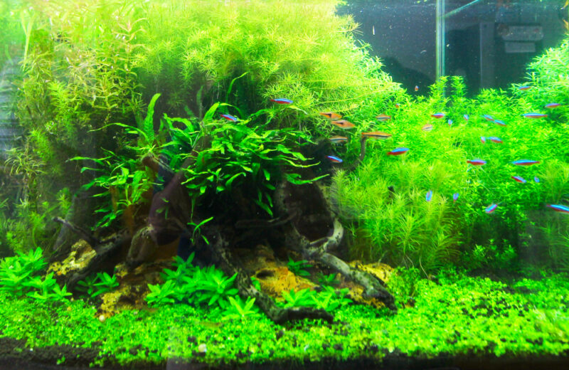 60cmの水草水槽を長年レンタル！薬局様の水槽事例 水槽画像３