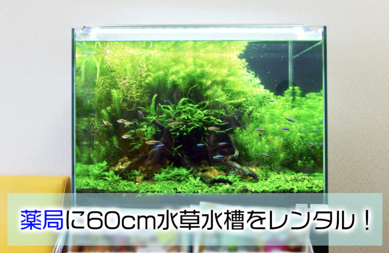 60cmの水草水槽を長年レンタル！薬局様の水槽事例 水槽画像１