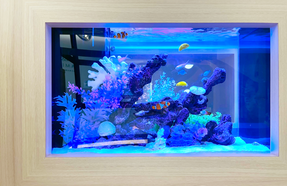 青い照明の海水魚水槽と泳ぐカクレクマノミや熱帯魚
