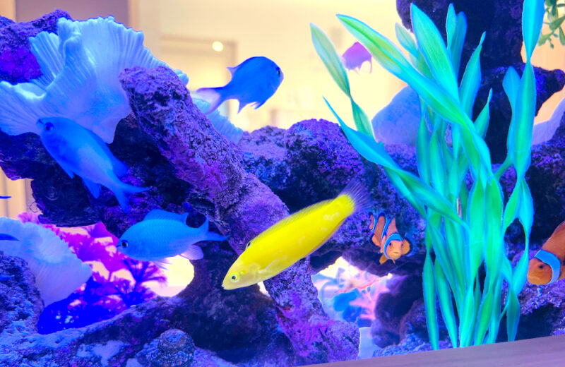 こどもとみんなのクリニック FAMILiE様に60cm海水魚水槽をレンタル！ 水槽画像４