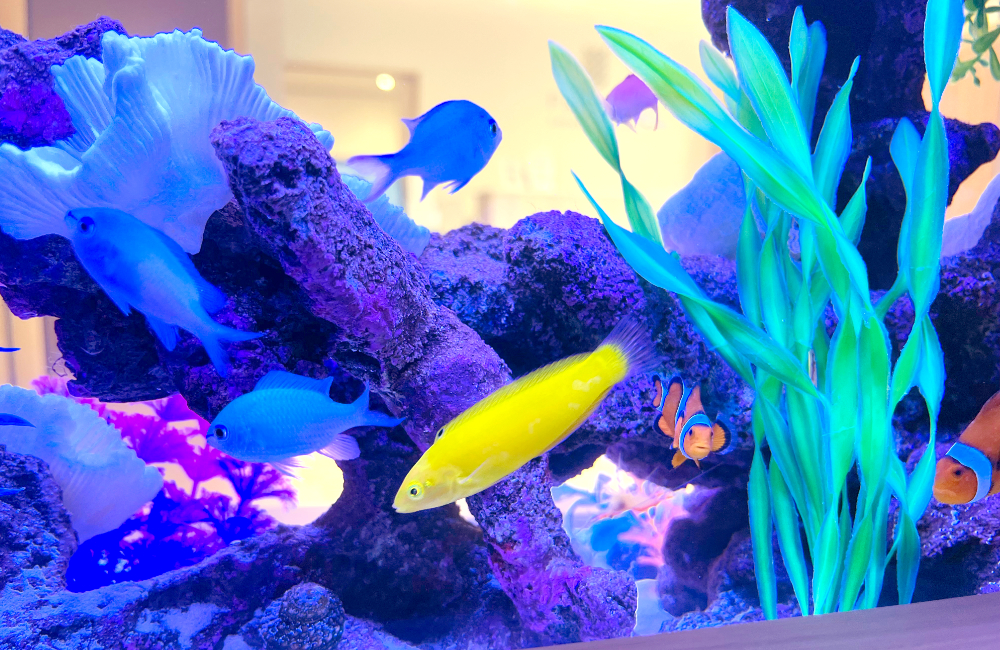 岩組と人工水草の周りを泳ぐ黄色や青色の海水魚たち