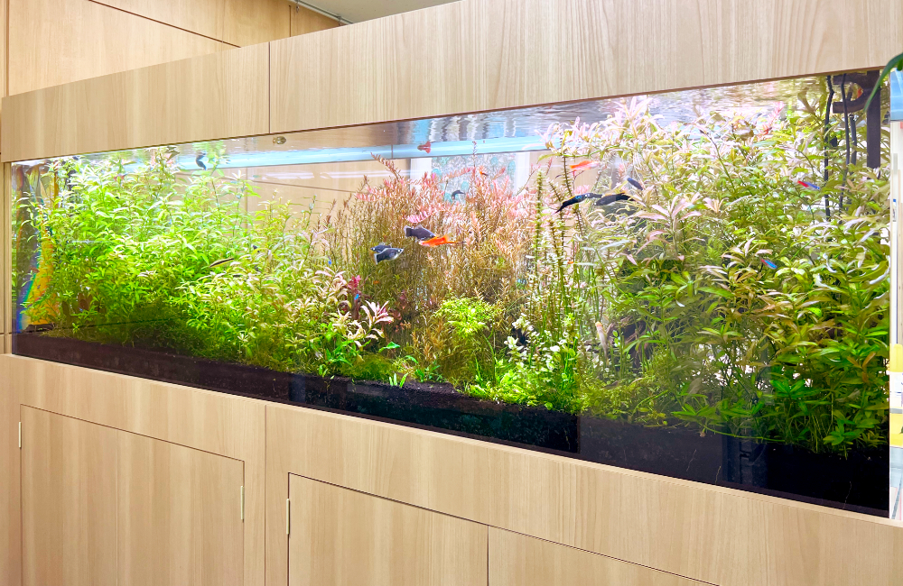 水草が茂る大型水槽と泳ぐグッピーや小型カラシン類